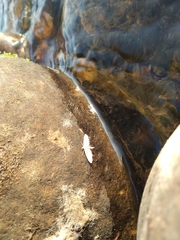 Pycnarmon