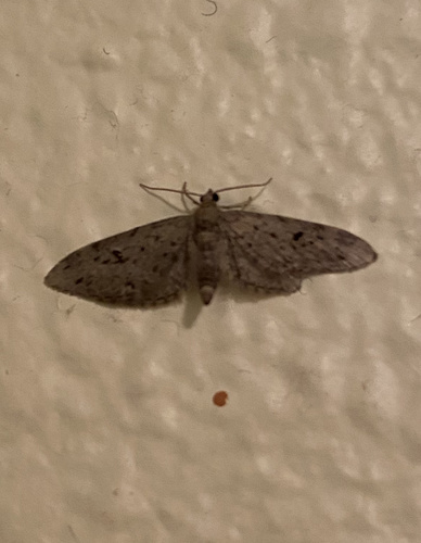 Eupithecia macdunnoughi photo 3