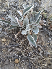 Senecio candidans