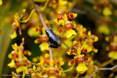 Osteocephalus verruciger
