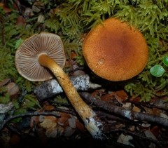 Cortinarius castoreus