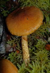 Cortinarius castoreus