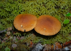 Cortinarius castoreus