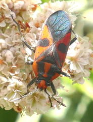 Spilostethus pacificus