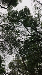 Elaeocarpus decipiens