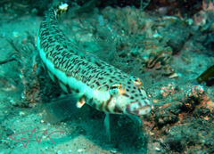 Parapercis stricticeps