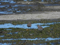 Charadrius falklandicus