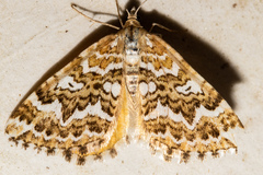 Asaphodes clarata
