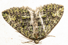 Austrocidaria callichlora