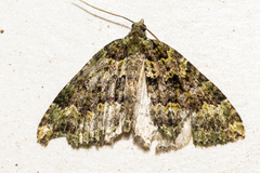 Austrocidaria callichlora