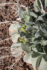 Physaria chambersii