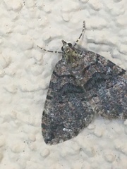 Hydriomena albifasciata