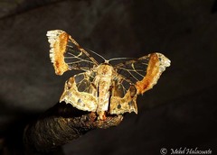 Krananda extranotata