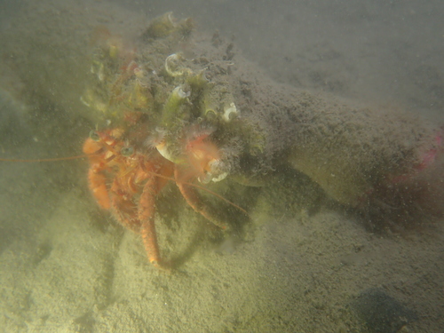 Dardanus arrosor