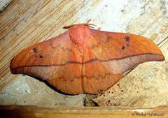 Lepidoptera