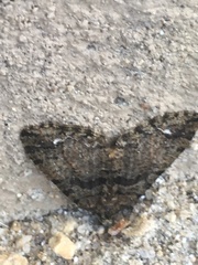 Hydriomena albifasciata