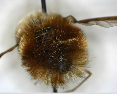 iNaturalist observation photo of Greater Bee Fly