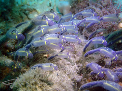 Clavelina meridionalis