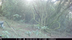 Cercopithecus mitis erythrarchus