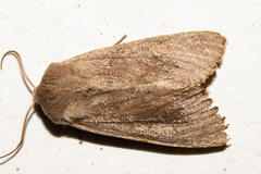 Ichneutica nullifera