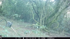 Cercopithecus mitis erythrarchus