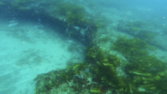 Nemadactylus macropterus