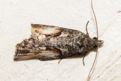 Harmologa scoliastis