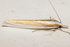 Orocrambus angustipennis