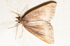Xanthorhoe occulta