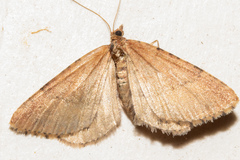Xanthorhoe occulta