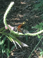 Heliconius hecale