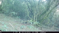 Cercopithecus mitis erythrarchus