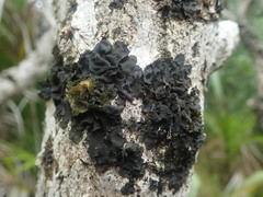 Collema subflaccidum