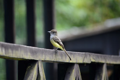 Myiarchus cephalotes