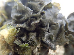 Collema subflaccidum