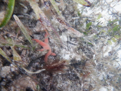 Pseudonepanthia troughtoni