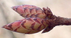 Rhododendron serrulatum