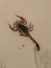 Centruroides bicolor