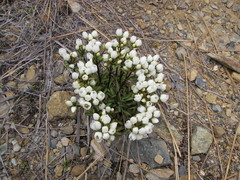 Gentianella bellidifolia