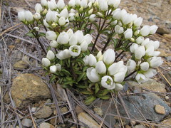 Gentianella bellidifolia