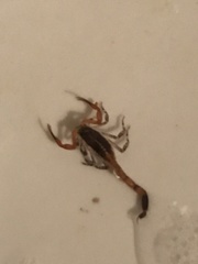 Centruroides bicolor