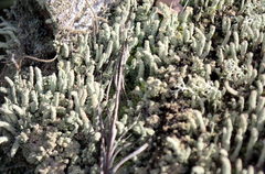 Cladonia subradiata