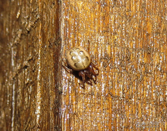 Metazygia voluptifica