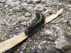 Dysschema centenaria