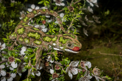 Naultinus stellatus