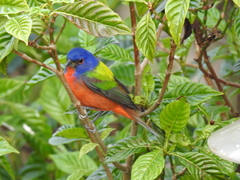 Passerina ciris image