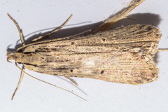 Anisoplaca ptyoptera