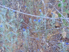 Eriastrum sapphirinum