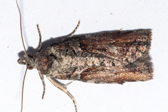 Harmologa scoliastis