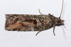 Harmologa scoliastis